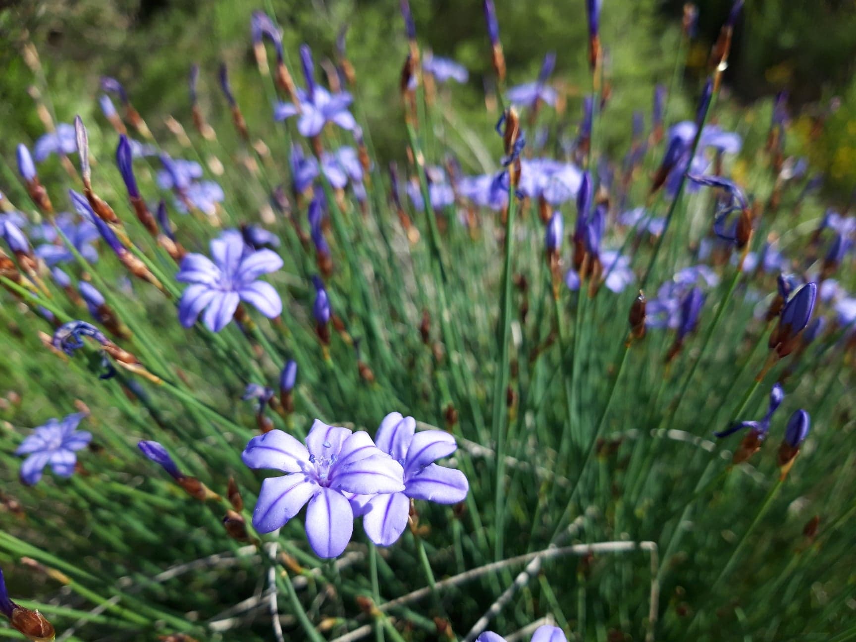 Aphyllantes monspeliensis