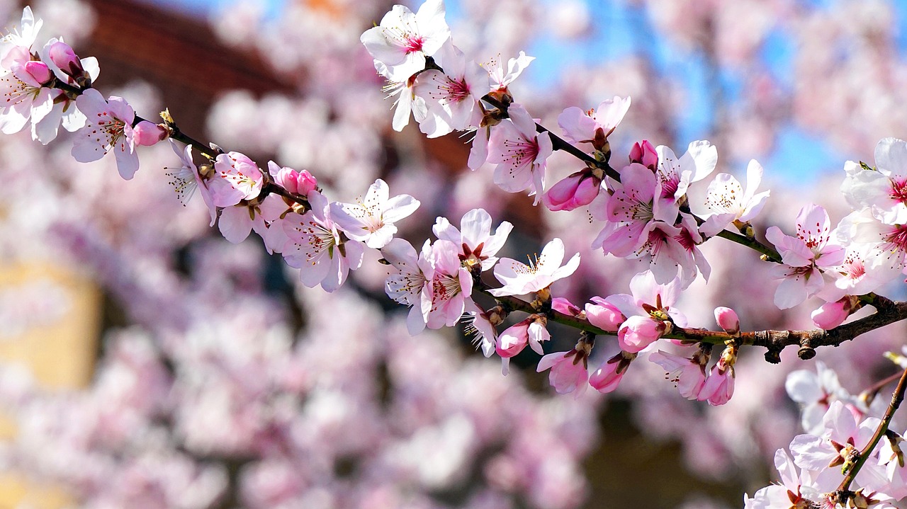 amendier en fleurs