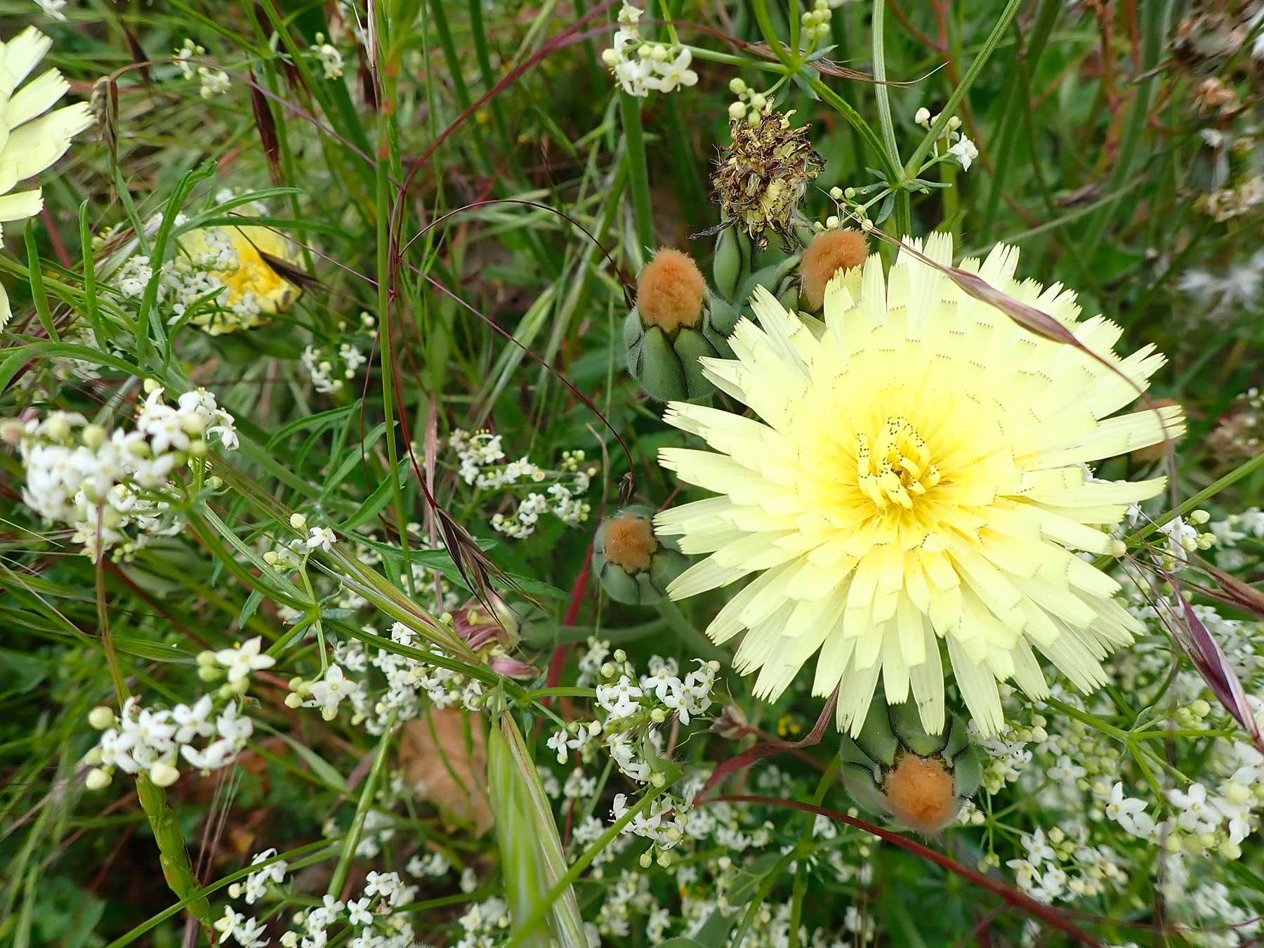 Urospermum dalechampii