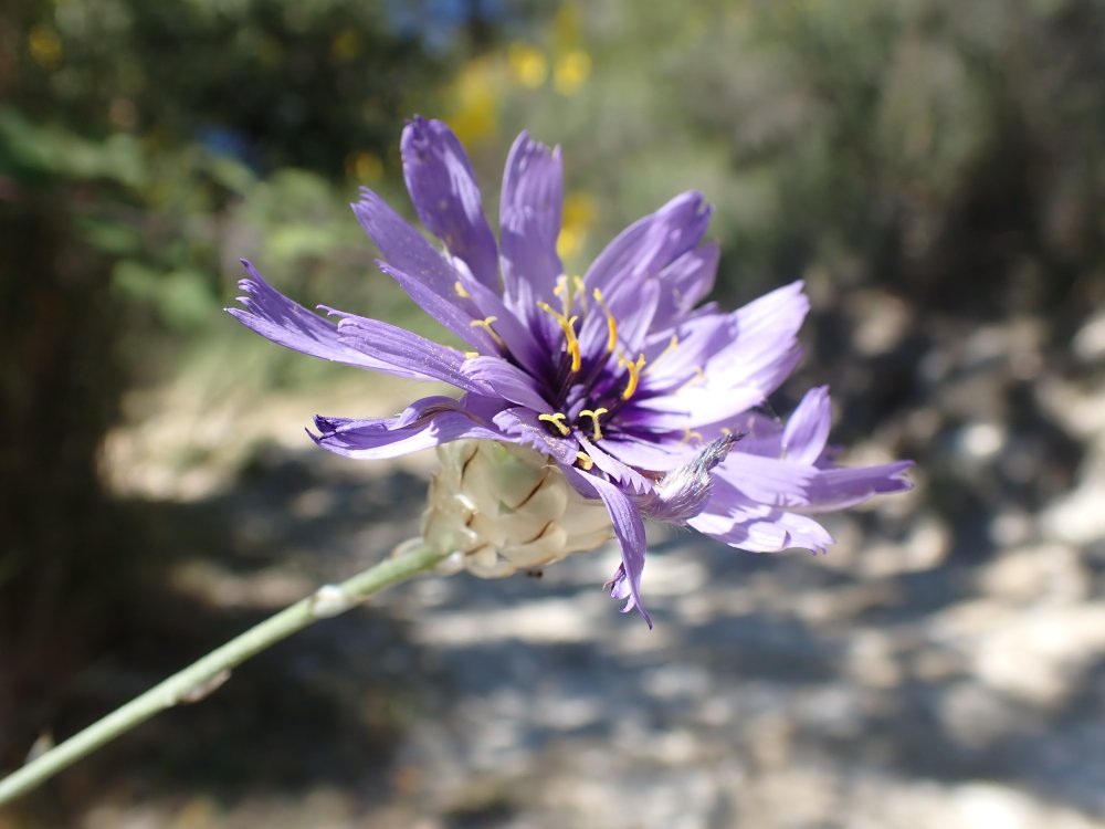 Balade avec l'école buissonniere identification des plantes