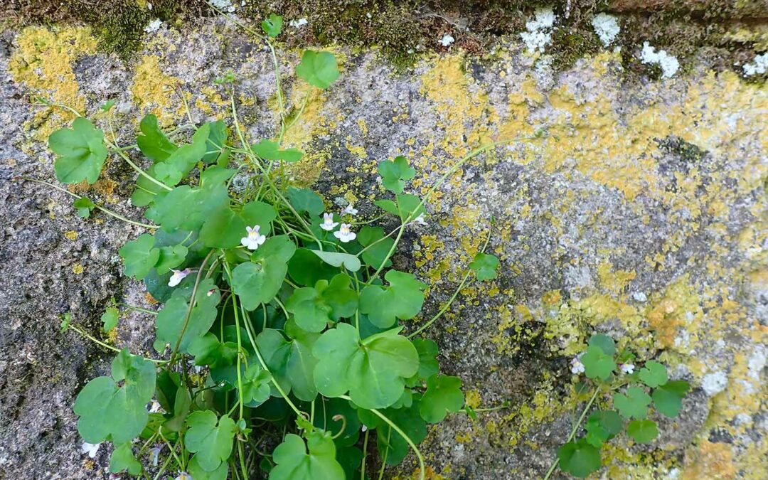 Balade plantes sauvages comestibles et médicinales du canal de Pertuis