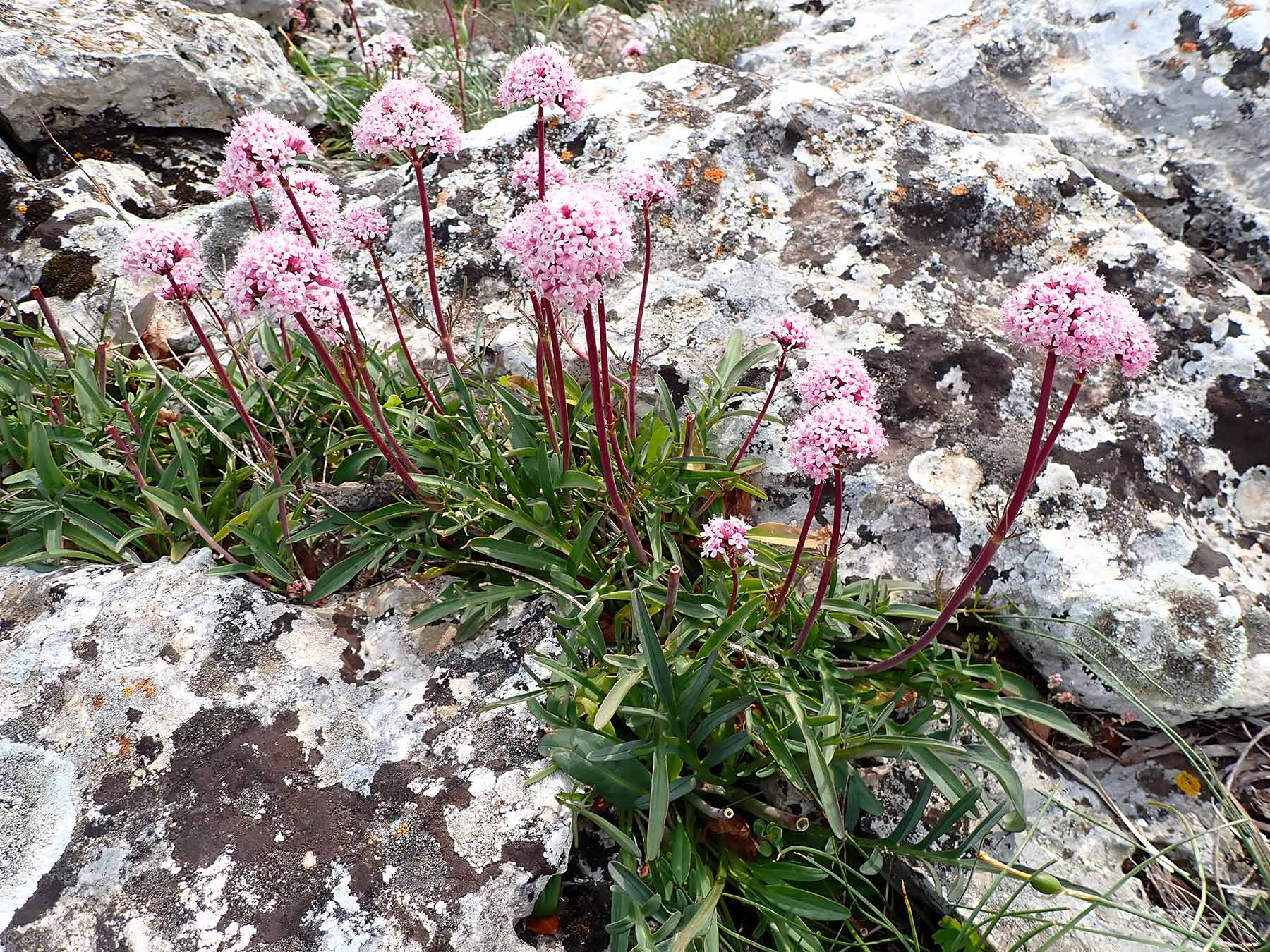 Valeriana tuberosa