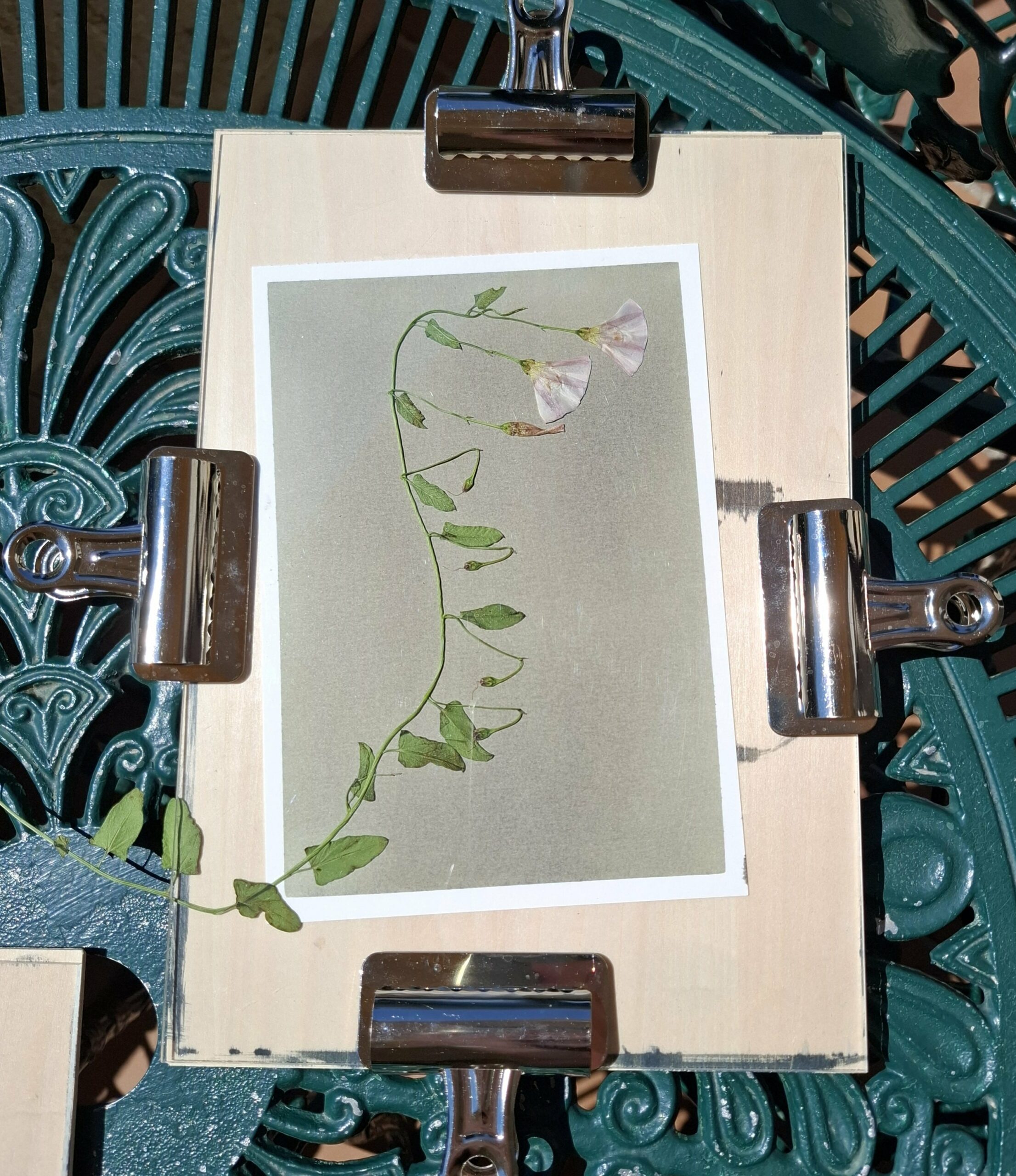 Liserons fringants étape de l'insolation