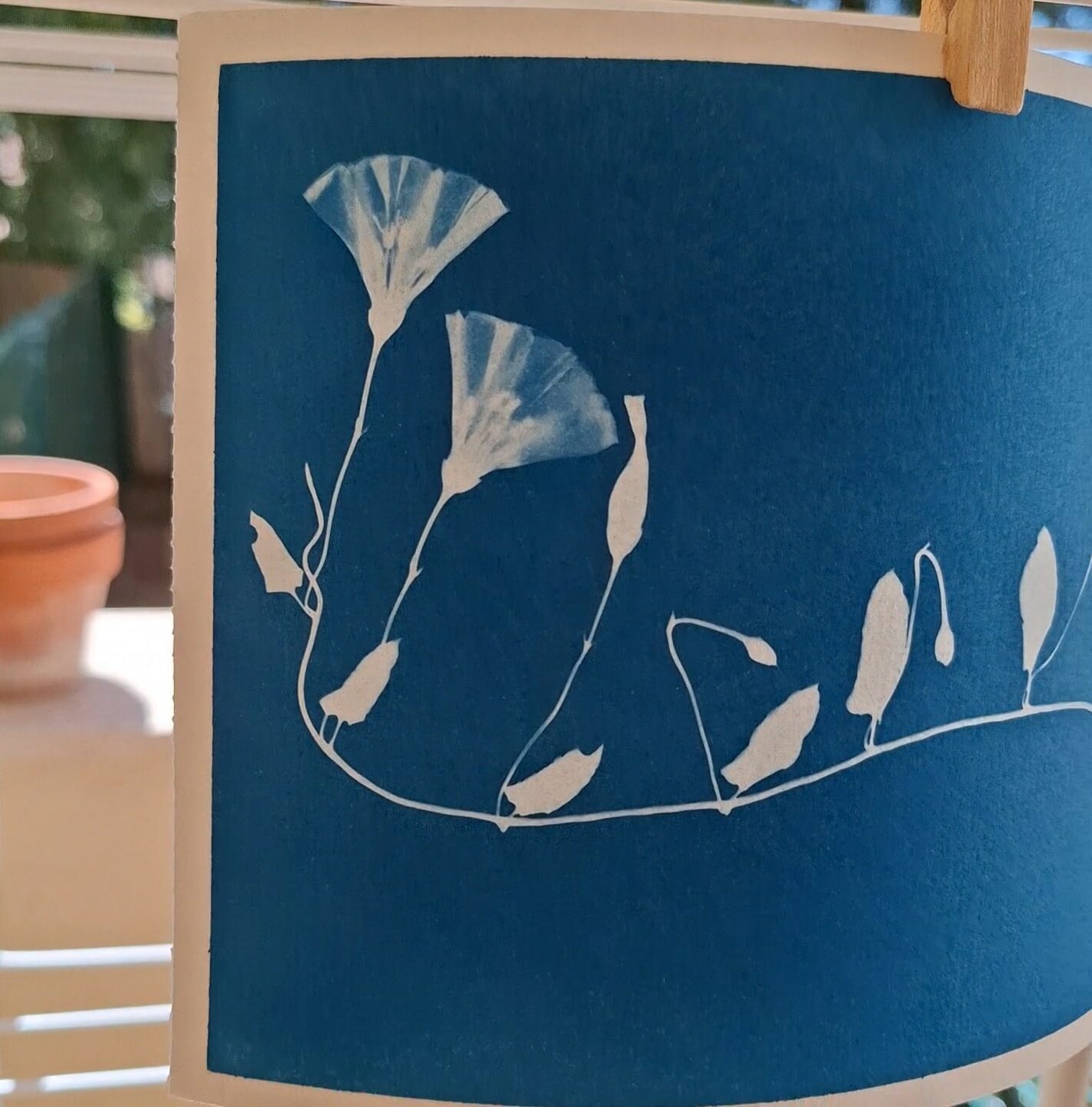 Balade les amandiers en fleurs