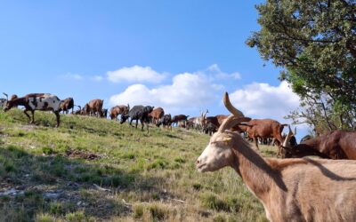 Balade plantes sauvages en compagnie du troupeau