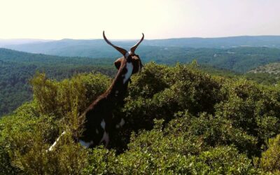 Balade plantes sauvages en compagnie du troupeau